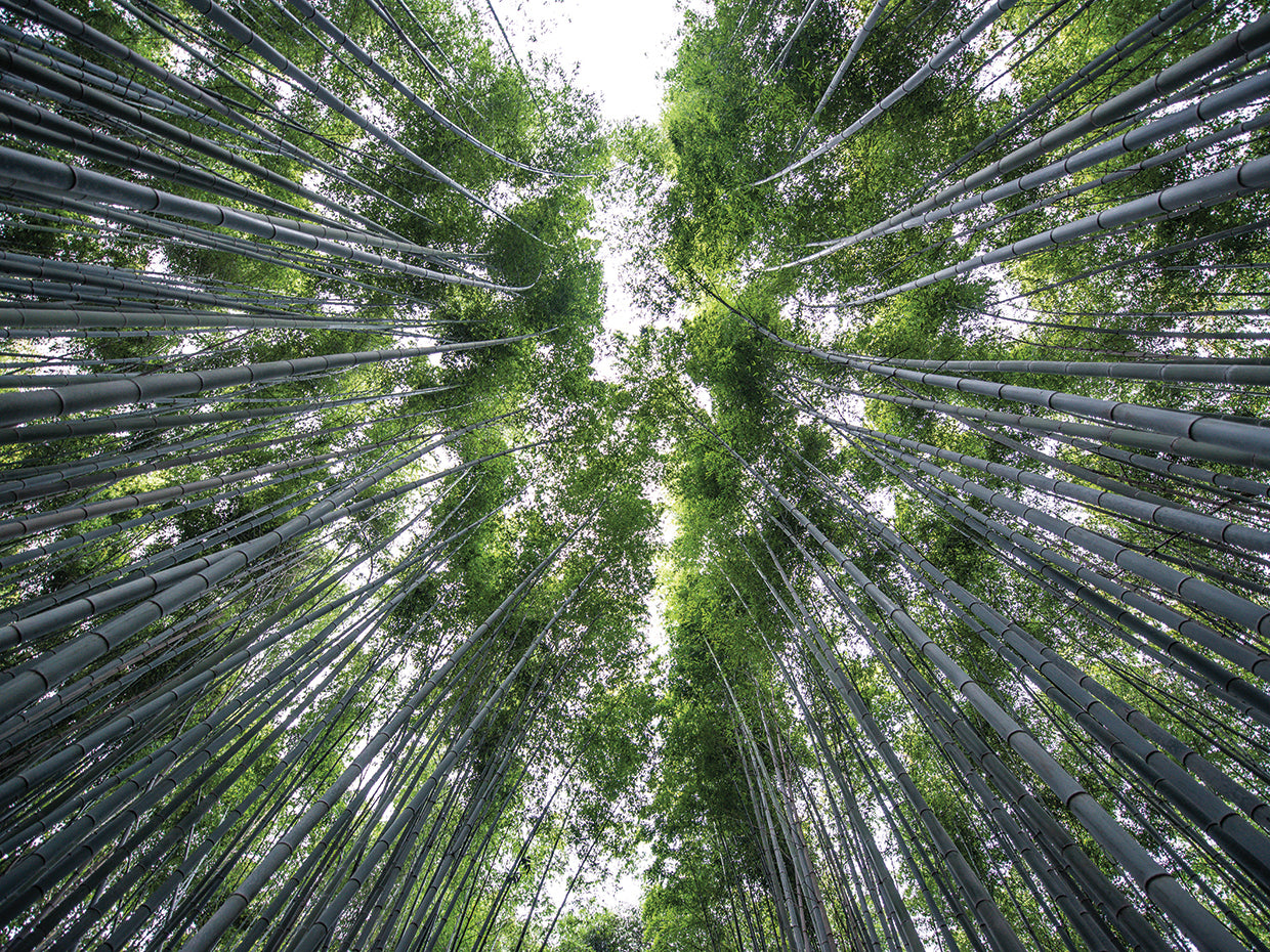 Kyoto Bamboo Forest