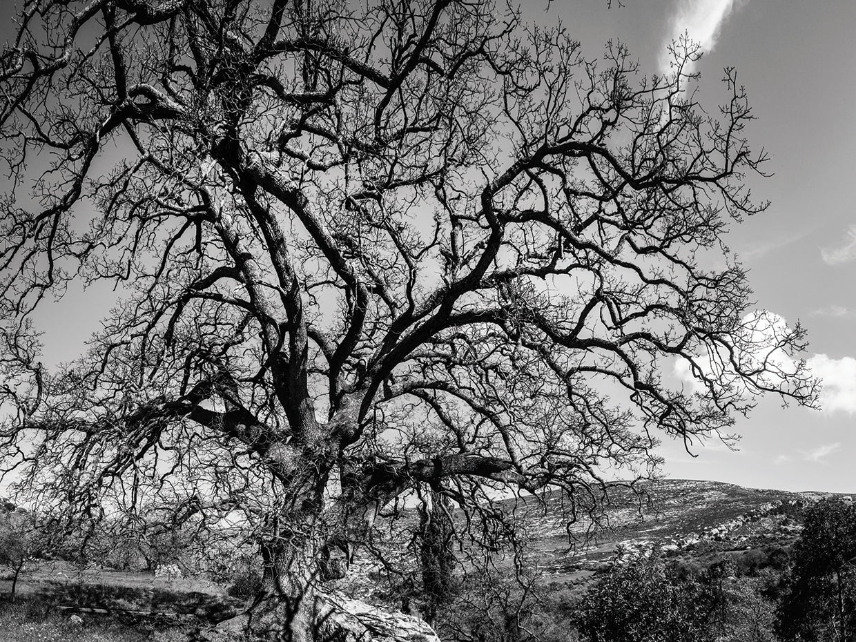 Arte de la lona de Grecia del árbol de la isla de Creta