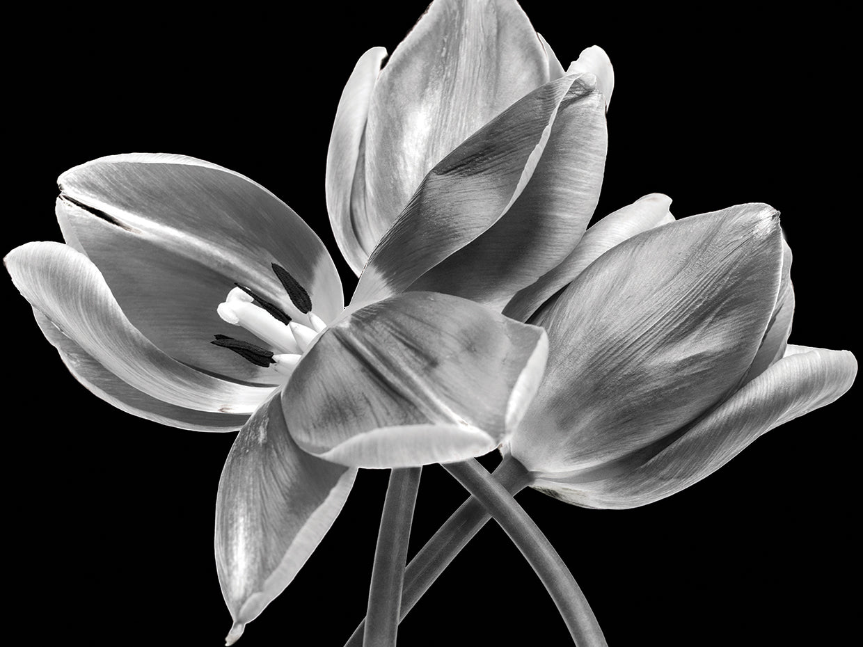 Black & White Blooms I