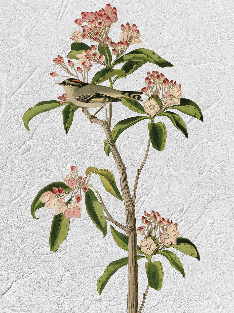 Audubon Curviers Regulus Texture