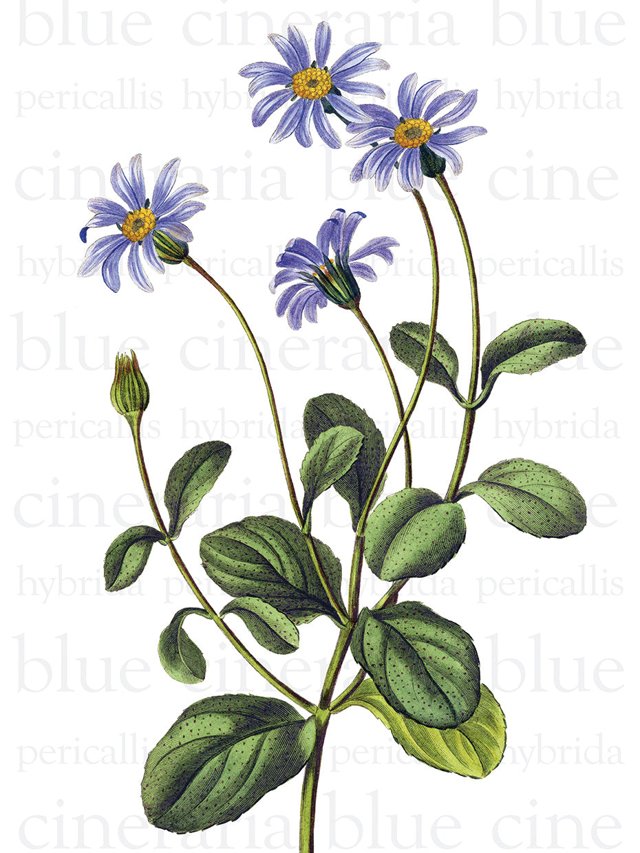 Blue Cineraria Text