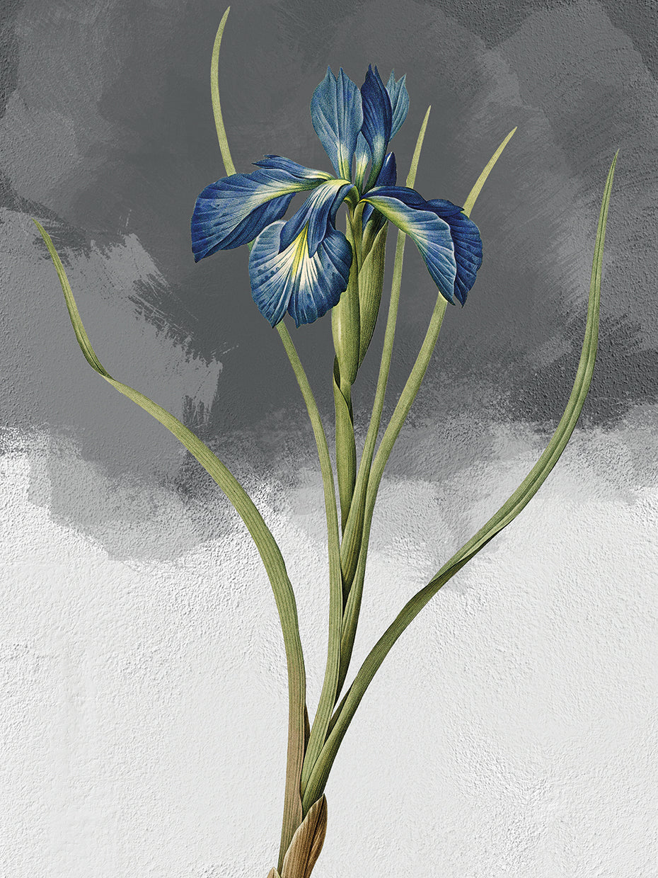 Blue Iris Grey