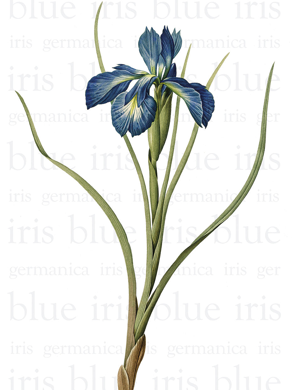 Blue Iris Text