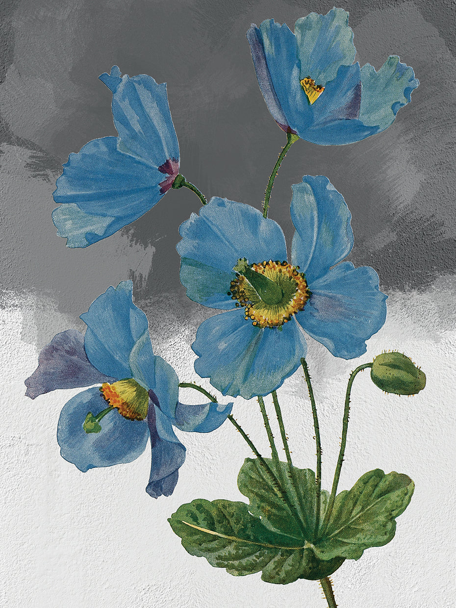 Himalayan Blue Poppy Grey