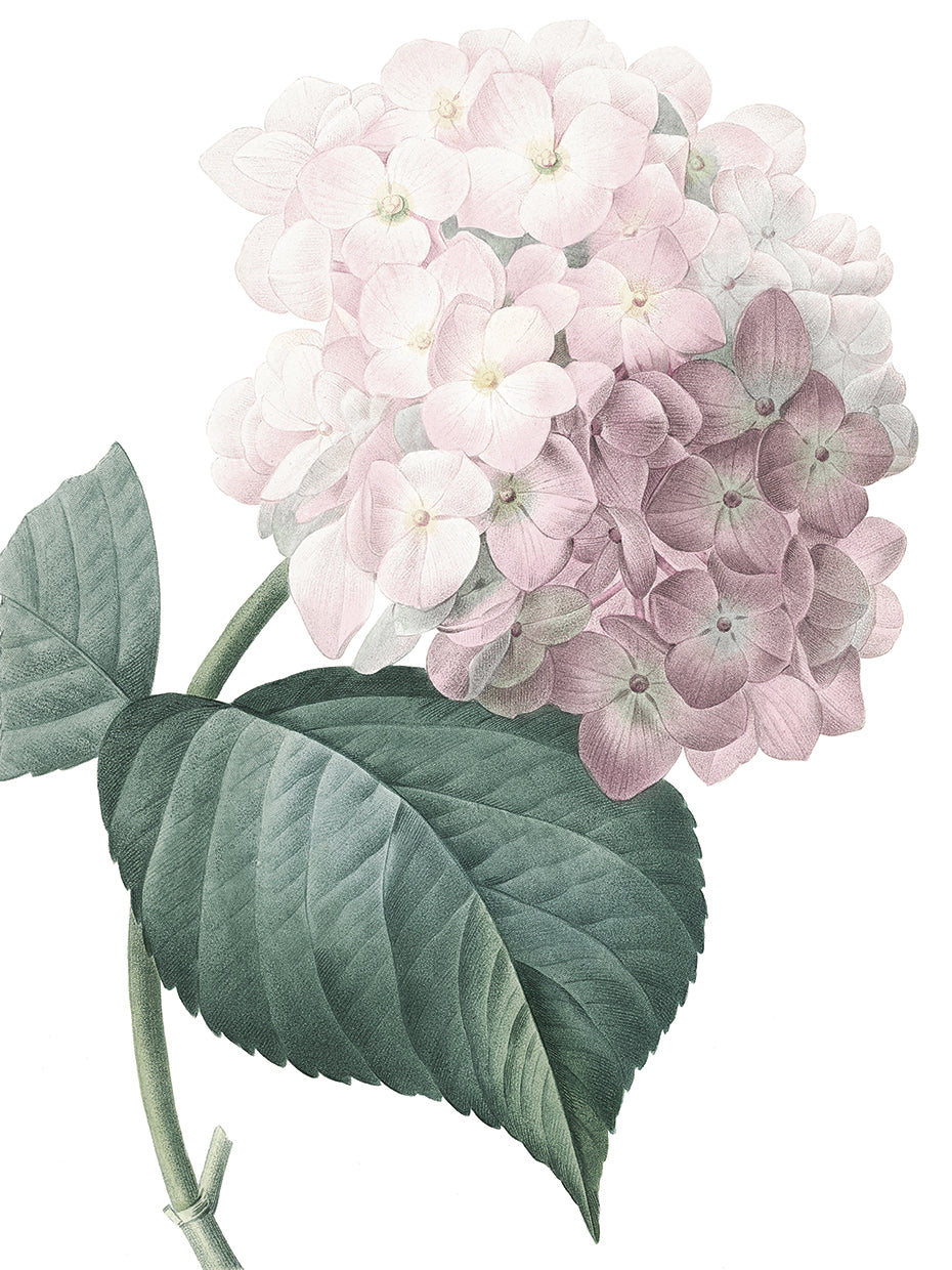 Pink Hydrangea Crop Lite