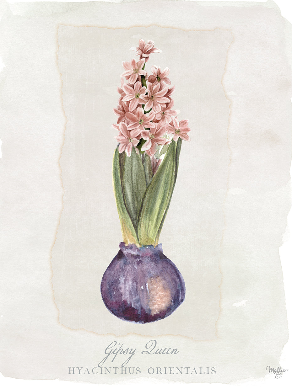 Hyacinthus Orientalis II