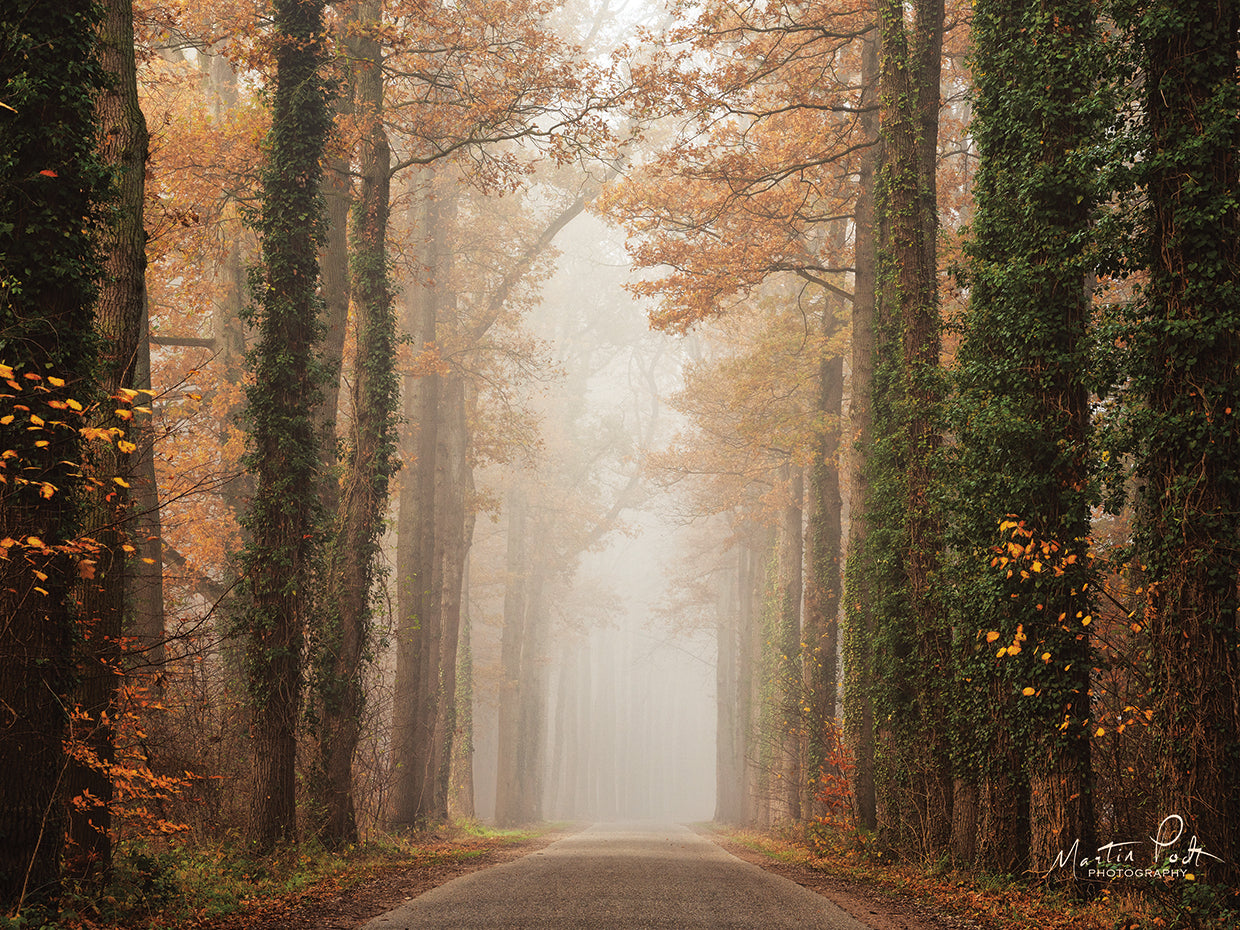 Foggy Autumn Road