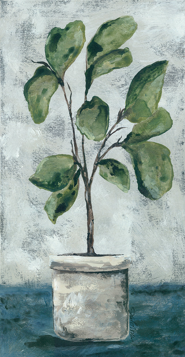 Fiddle Leaf Fig