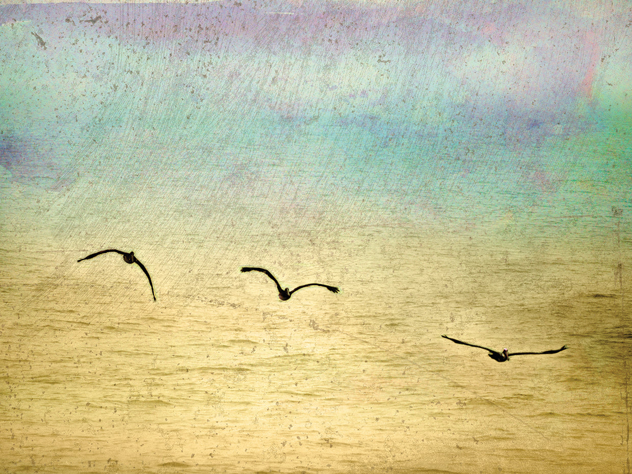 Seagulls In The Sky II