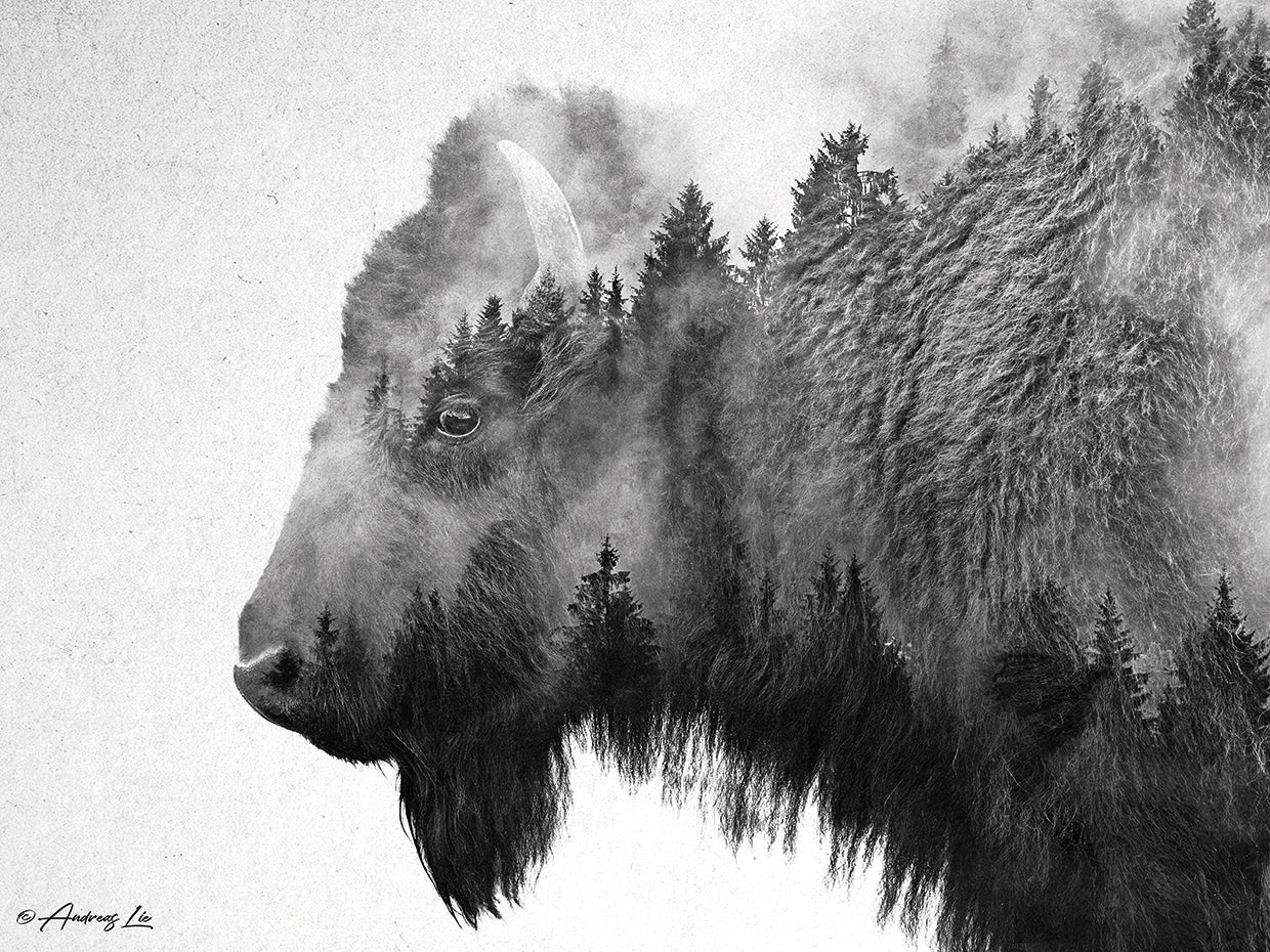 Bisonte blanco y negro Lienzo