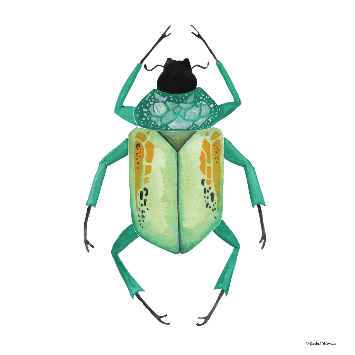 Naturally Wonderful Beetle