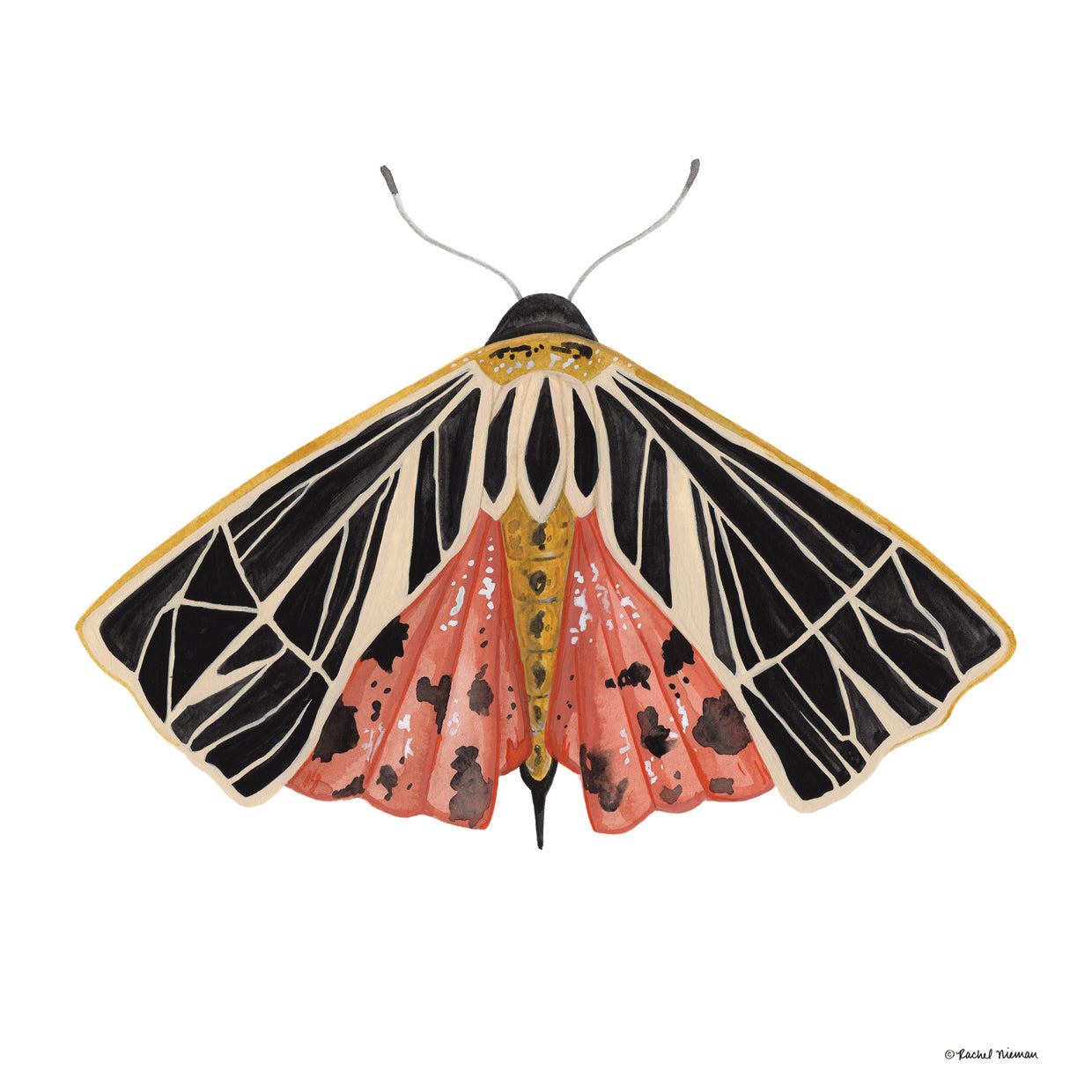 Naturally Wonderful Moth