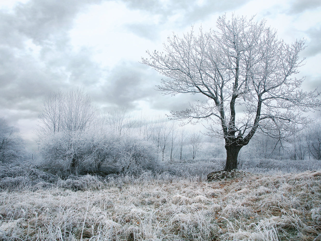Campo de escarcha de invierno Lienzo