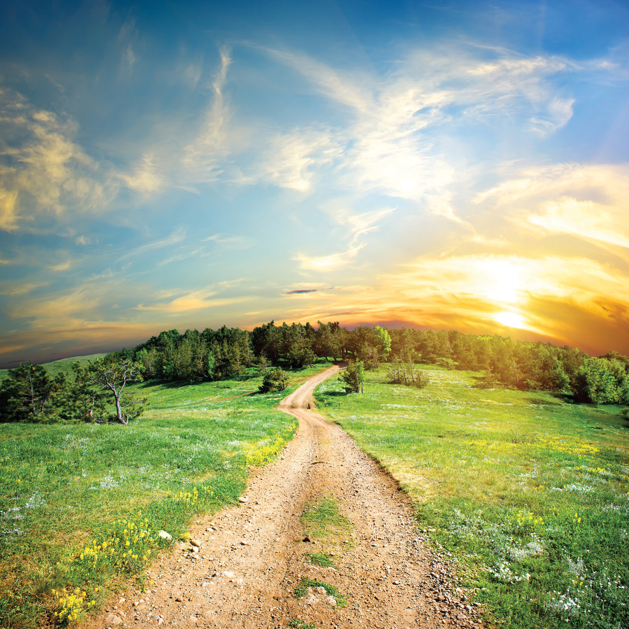 Summer Sunset Meadow