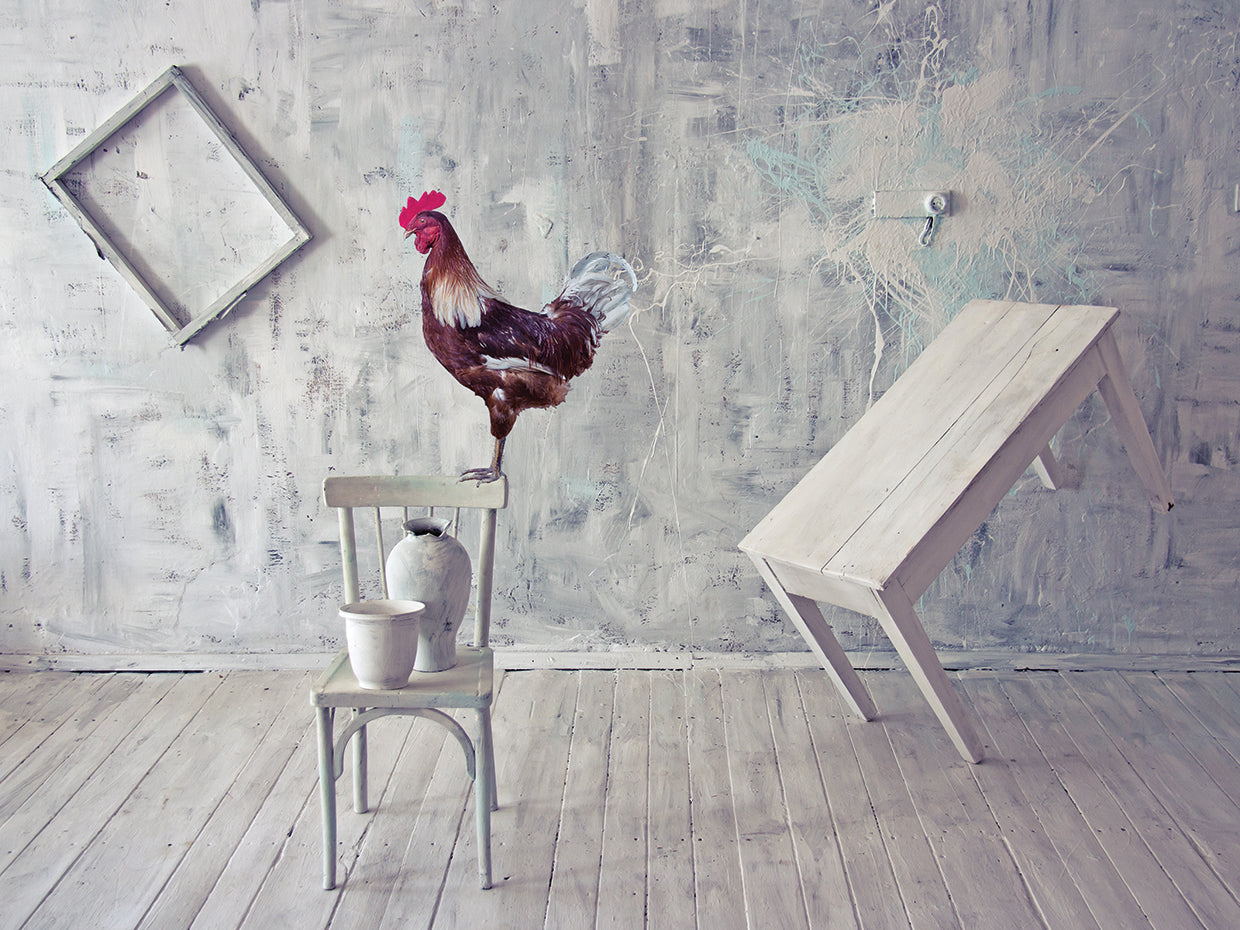 Rooster Fun Farmhouse