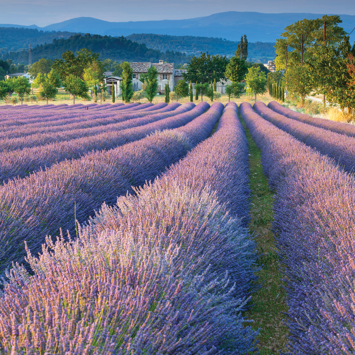 Lavanda de ondas moradas Lienzo