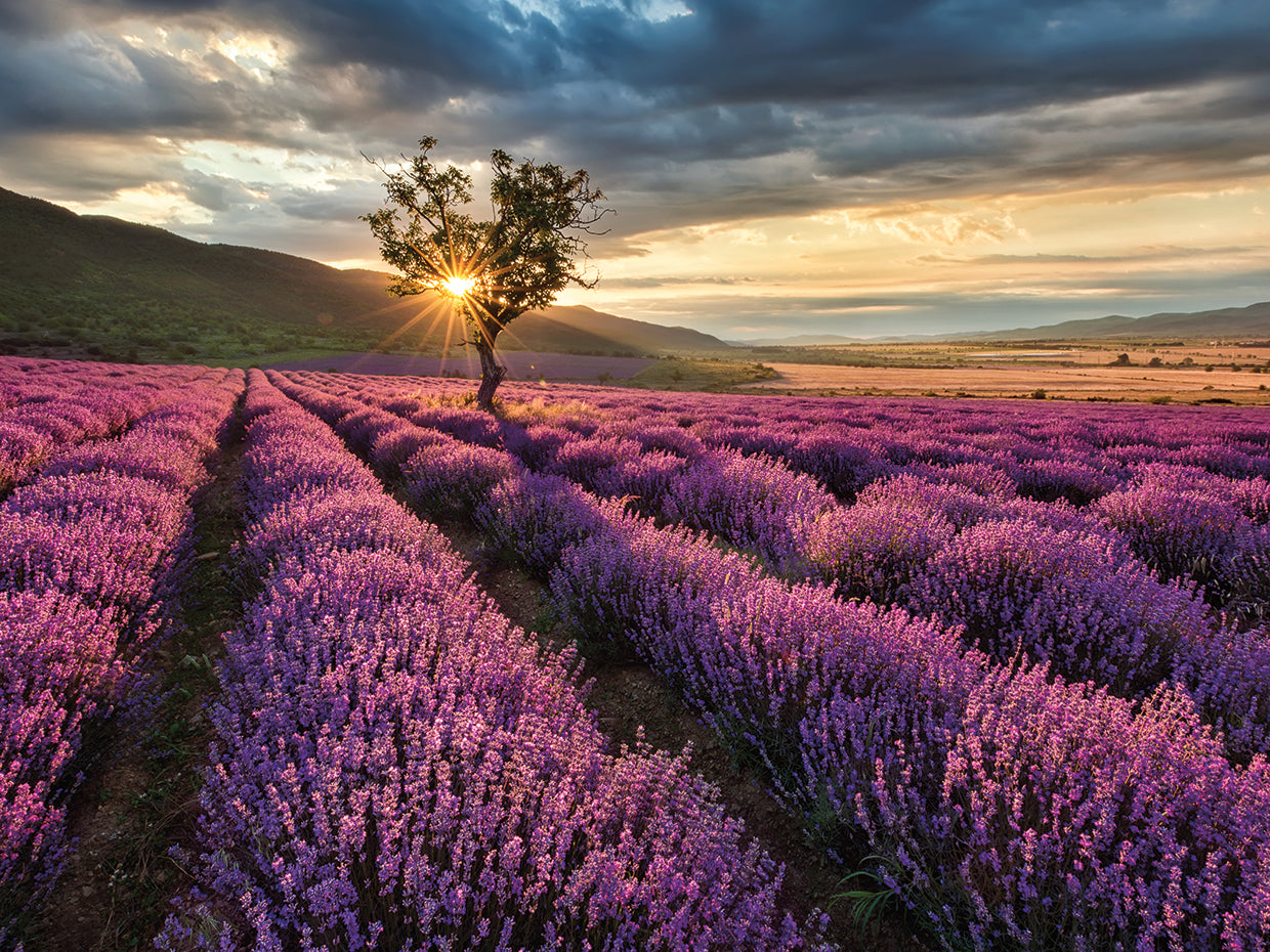 Campo de lavanda malva mañana Lienzo