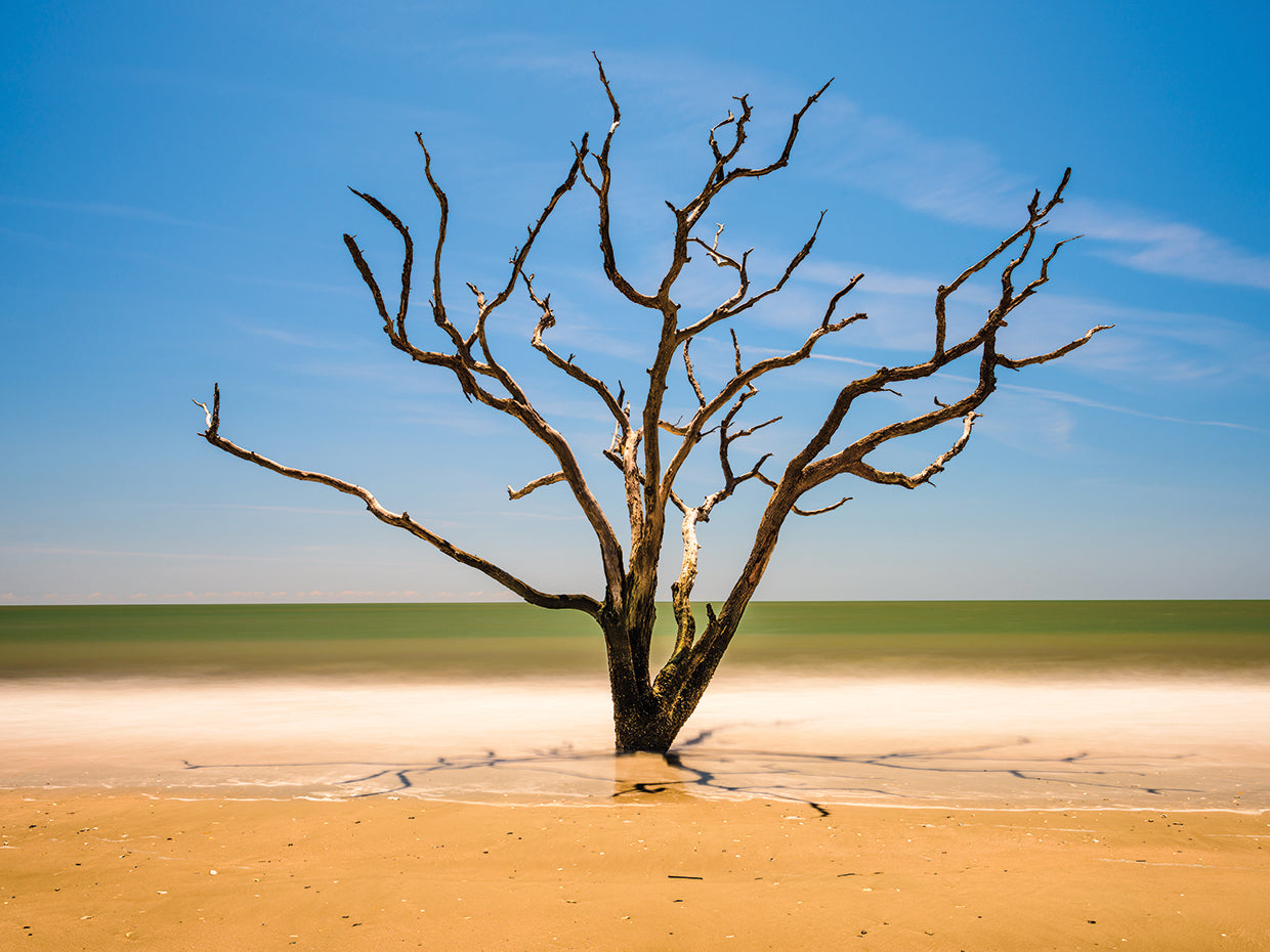 Botany Bay Carolina del Sur Lienzo