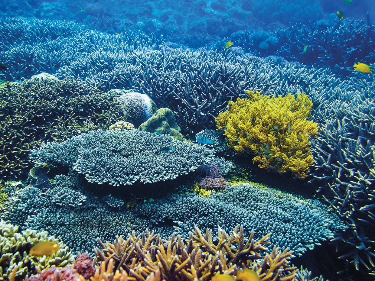 Texturas de fondos marinos de coral Lienzo