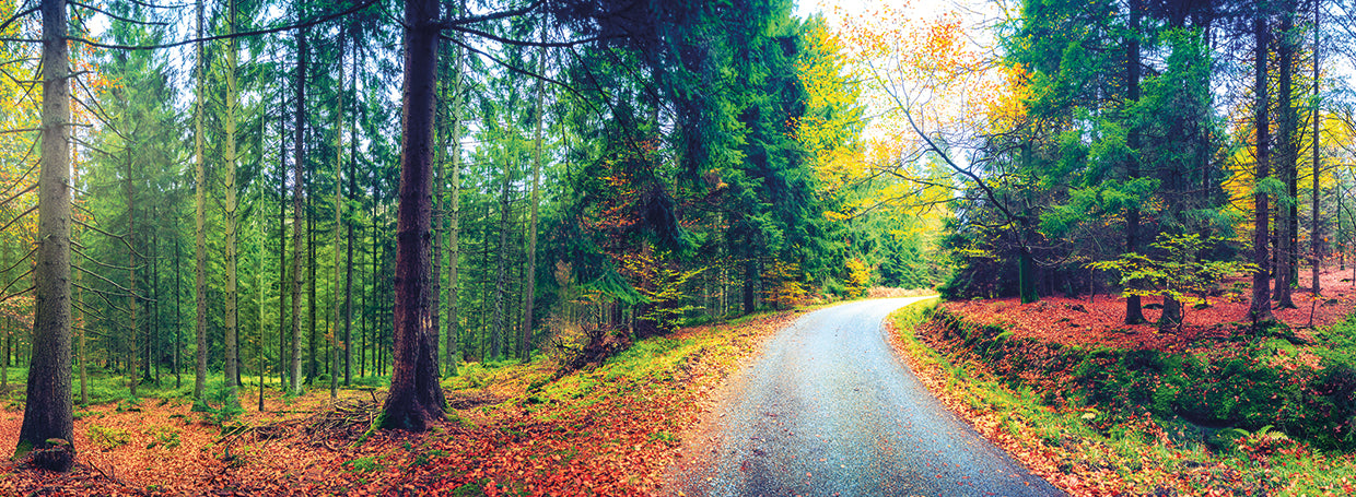 Fall Forest Morning Panorama
