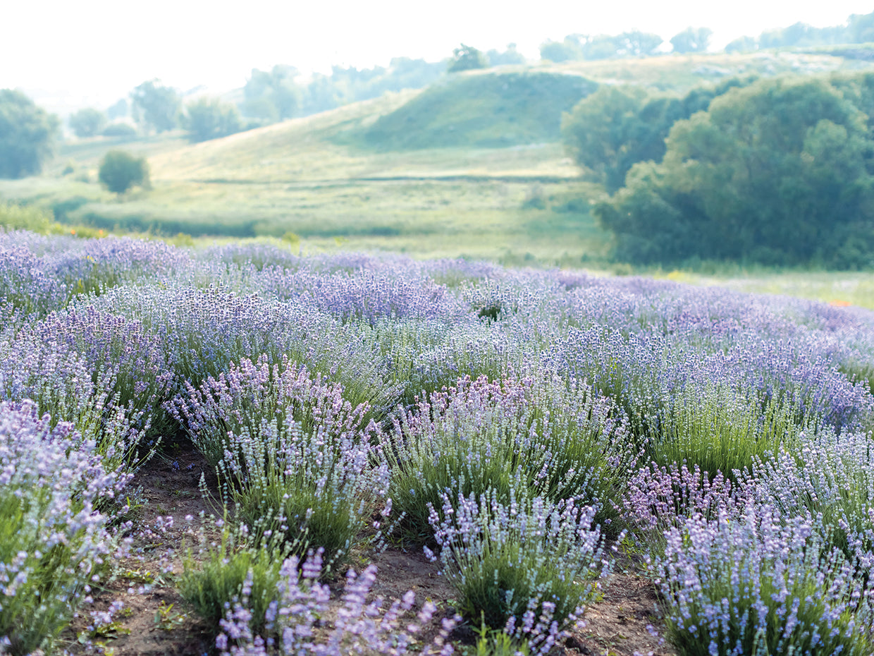 Languid Lavender Hillside