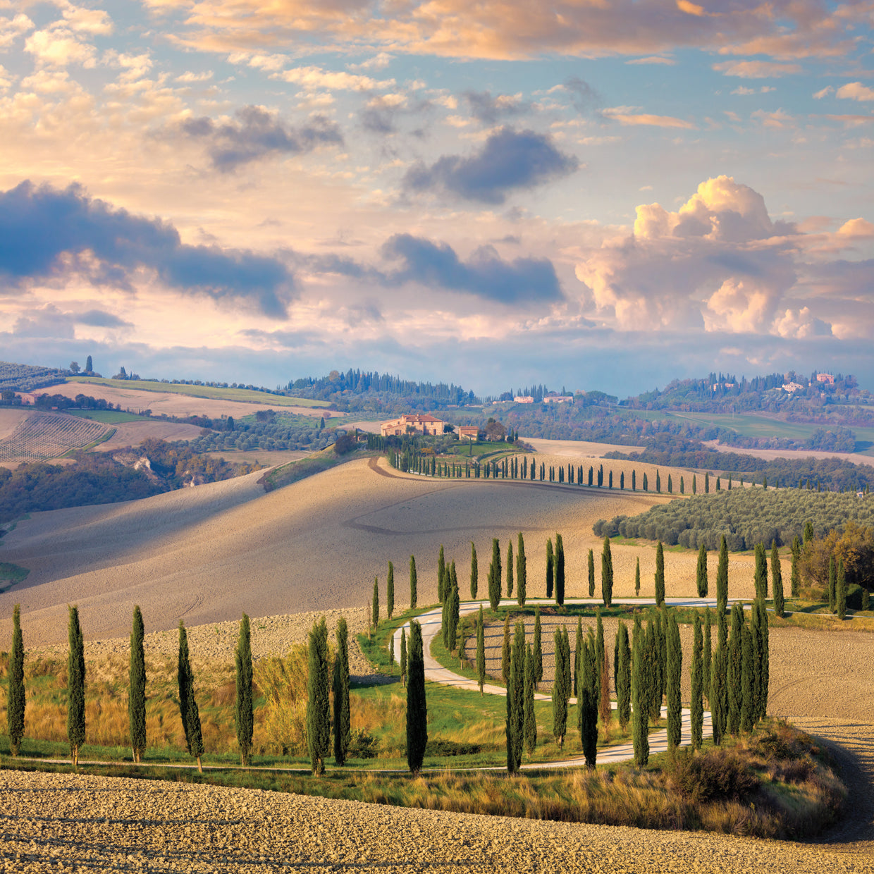 Cypress Lane Tuscany Italy
