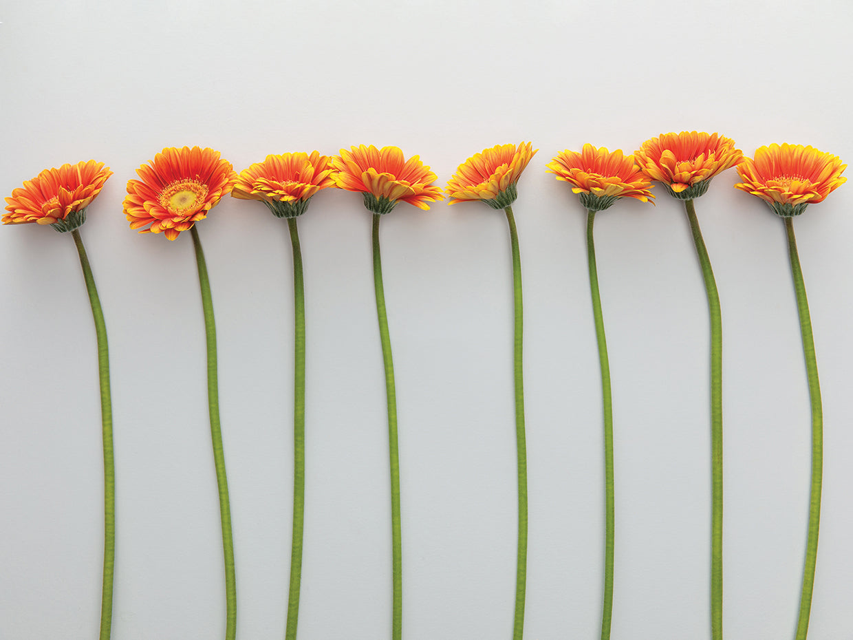 Eight Orange Gerbera Daisies