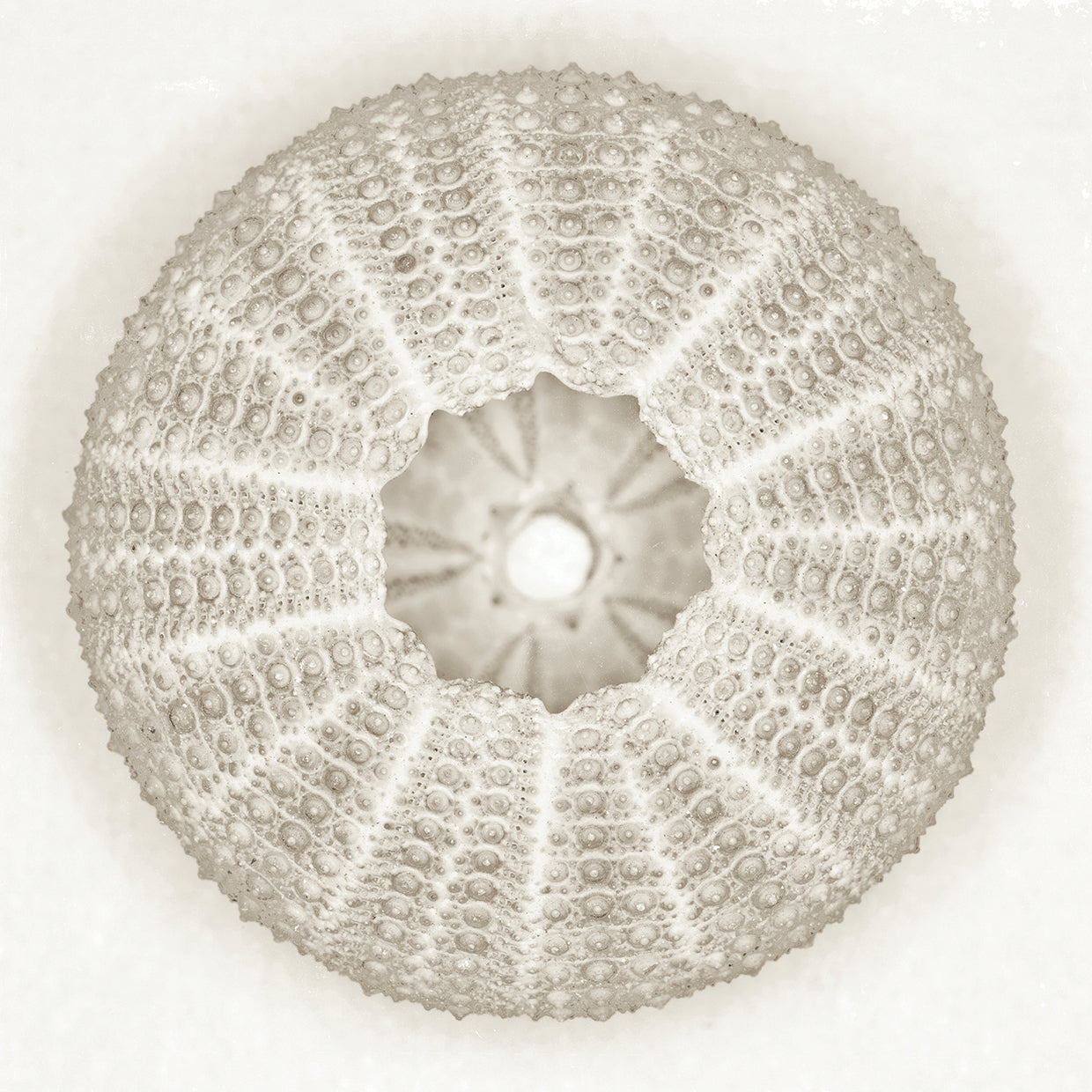 Sea Urchin Pearl