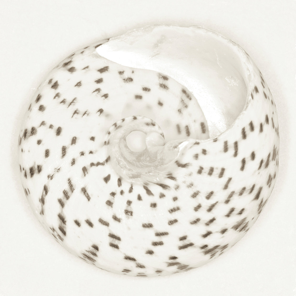 Sea Urchin Mushroom Troca