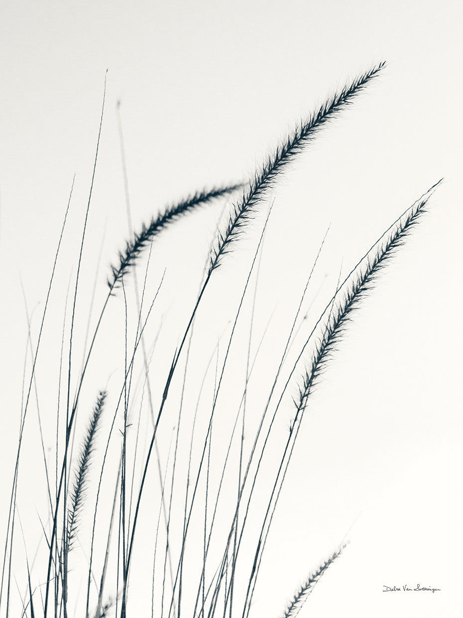 Field Grasses III