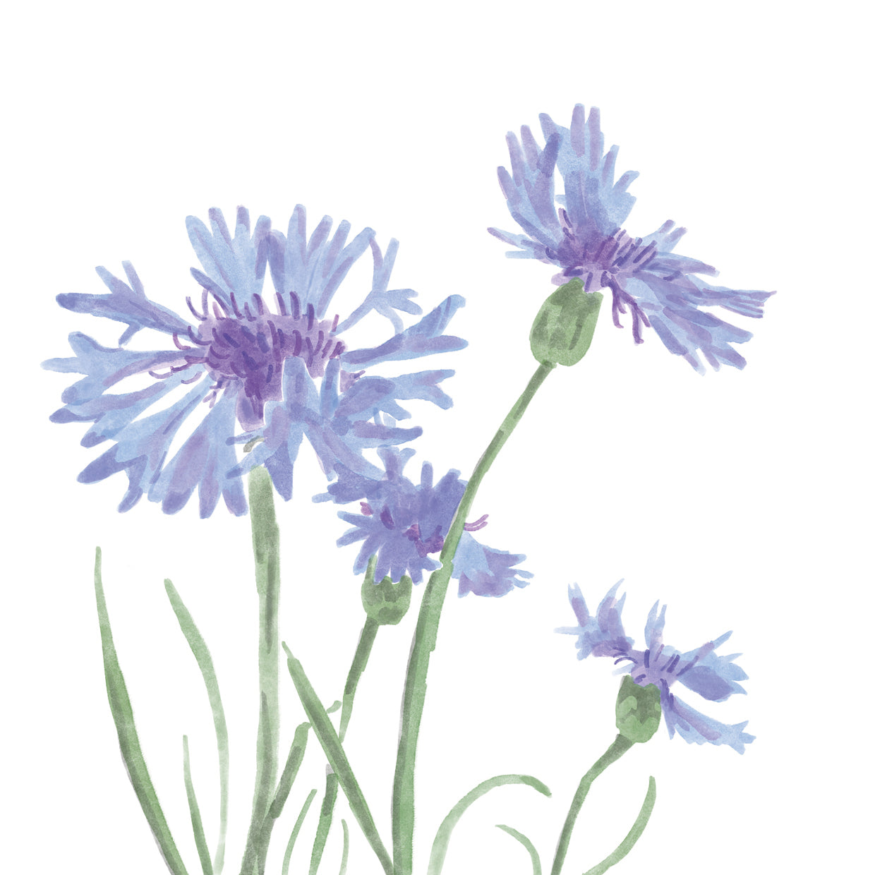 Grupo de flores silvestres IV Lienzo