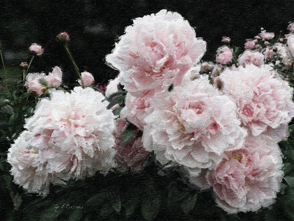 Peony Poetry I