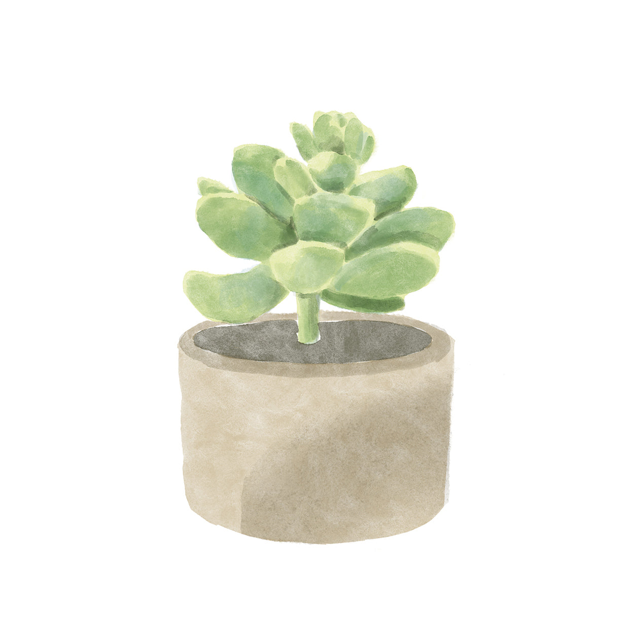 Suculenta simple II Lienzo