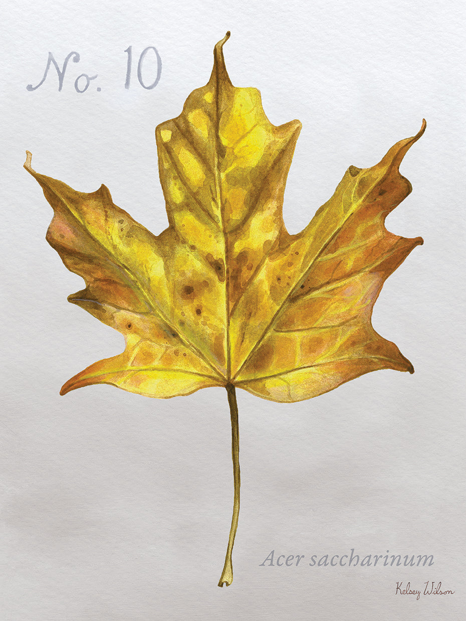 Autumn Leaves on Gray I-Maple