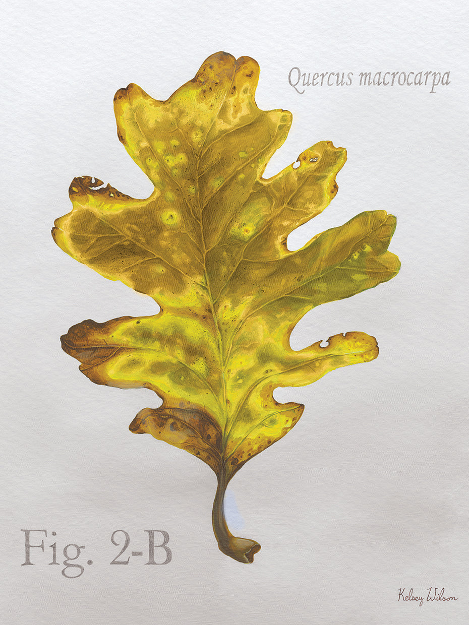 Autumn Leaves on Gray III-Oak