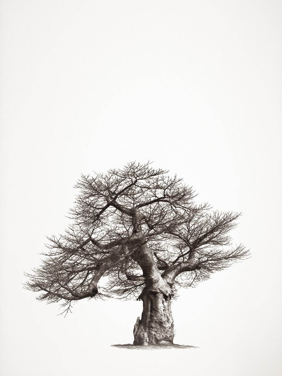 Baobab Tree I