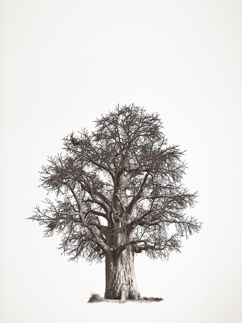 Baobab Tree II
