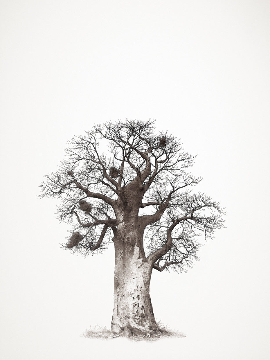 Baobab Tree III