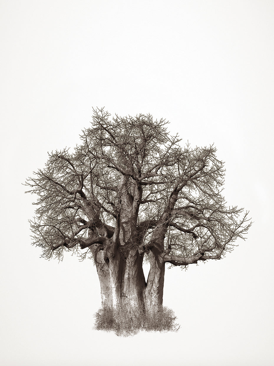 Baobab Tree IV