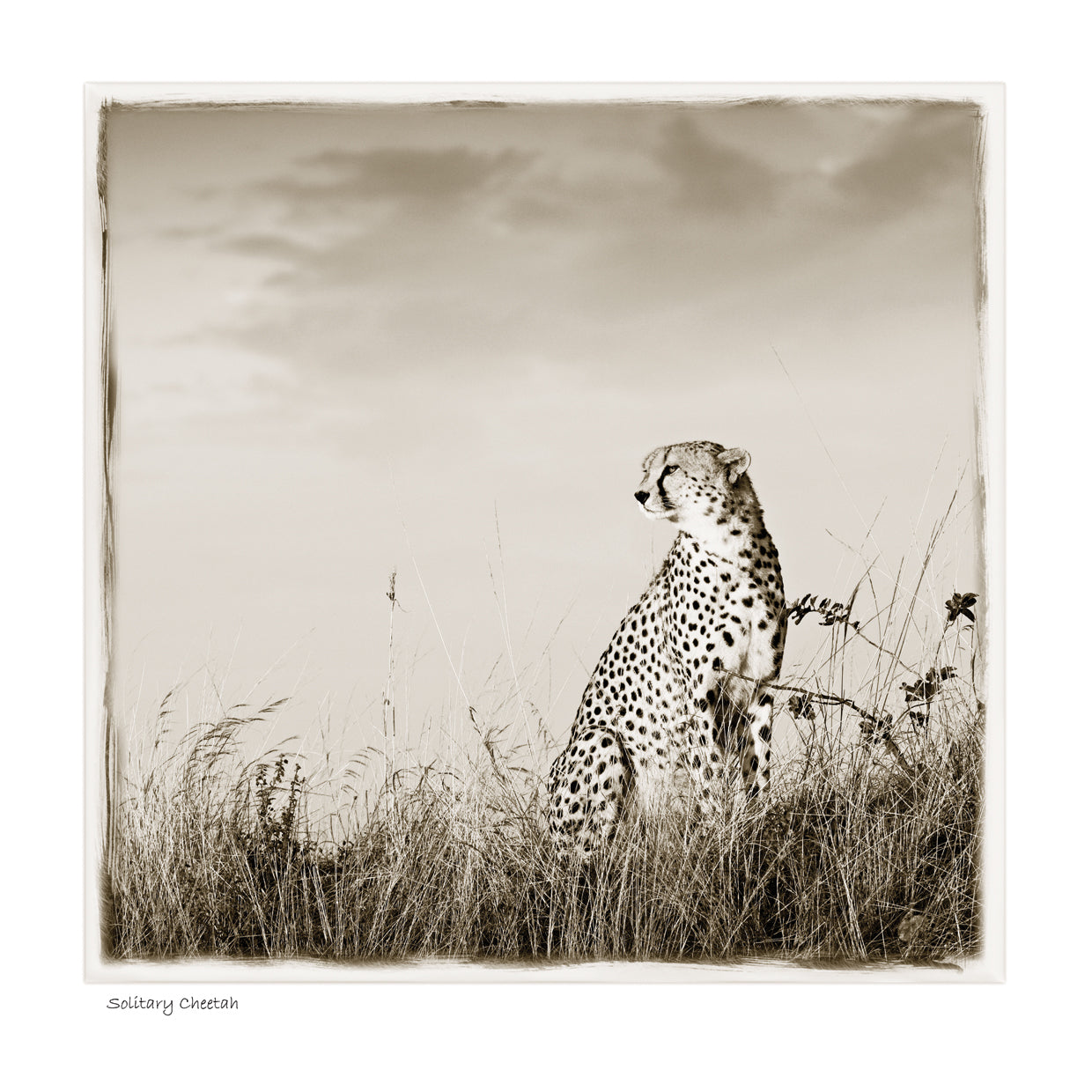 Solitary Cheetah
