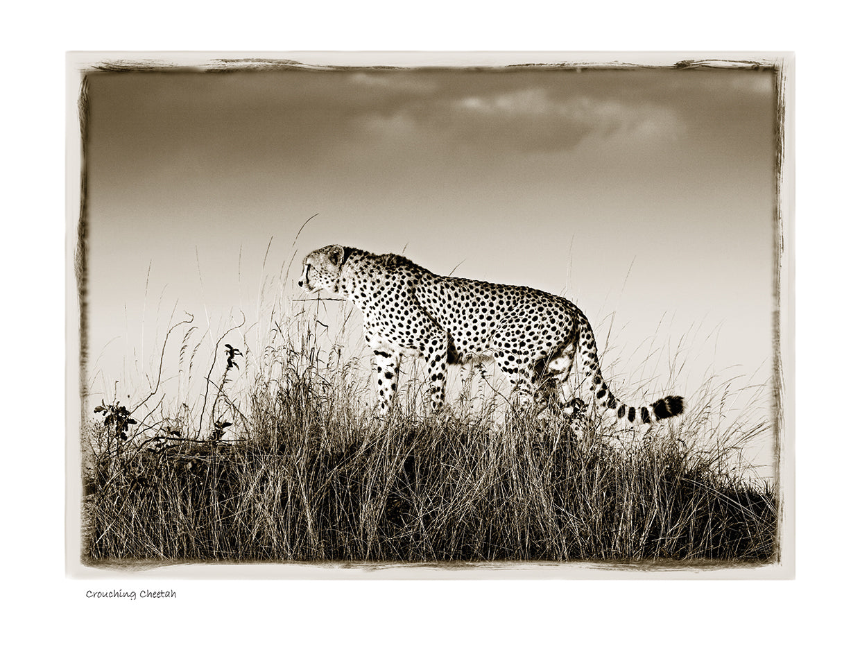Crouching Cheetah