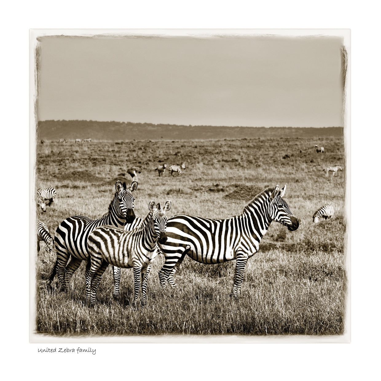 United Zebrah Family