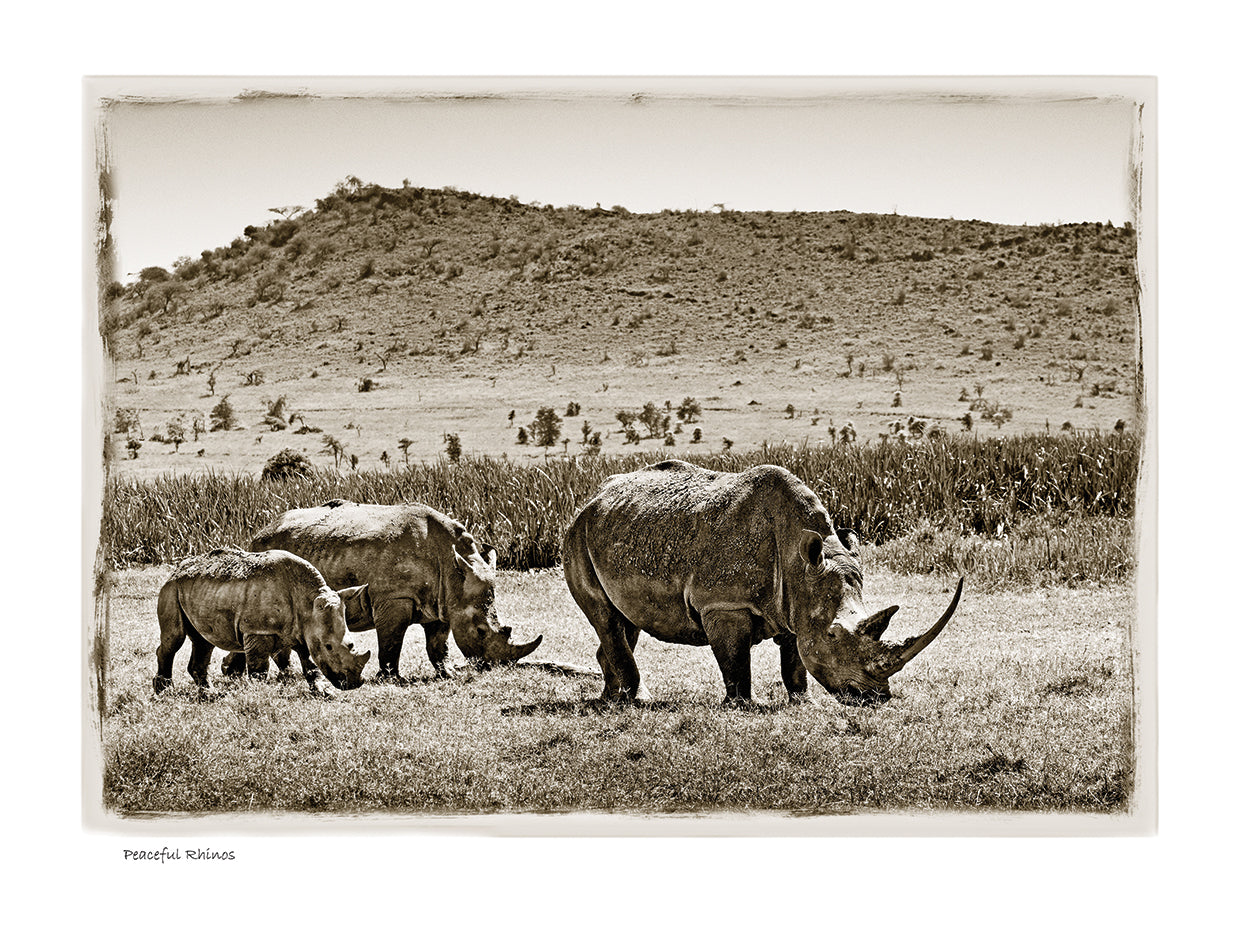 Peaceful Rhinos