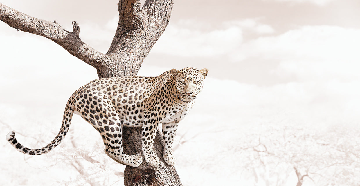 Leopard on Branch