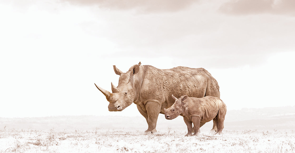 Rhino Mom's Love
