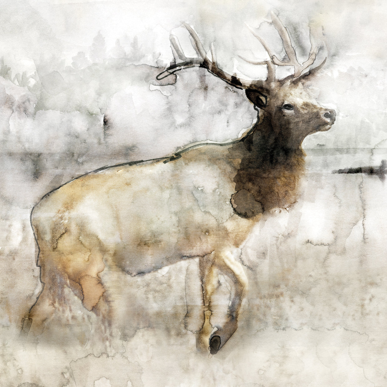 Mountain Elk I