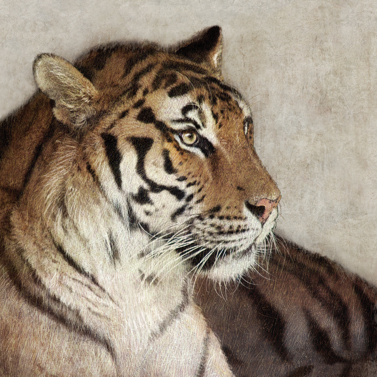 Tiger (was previously coded to CV031-A)