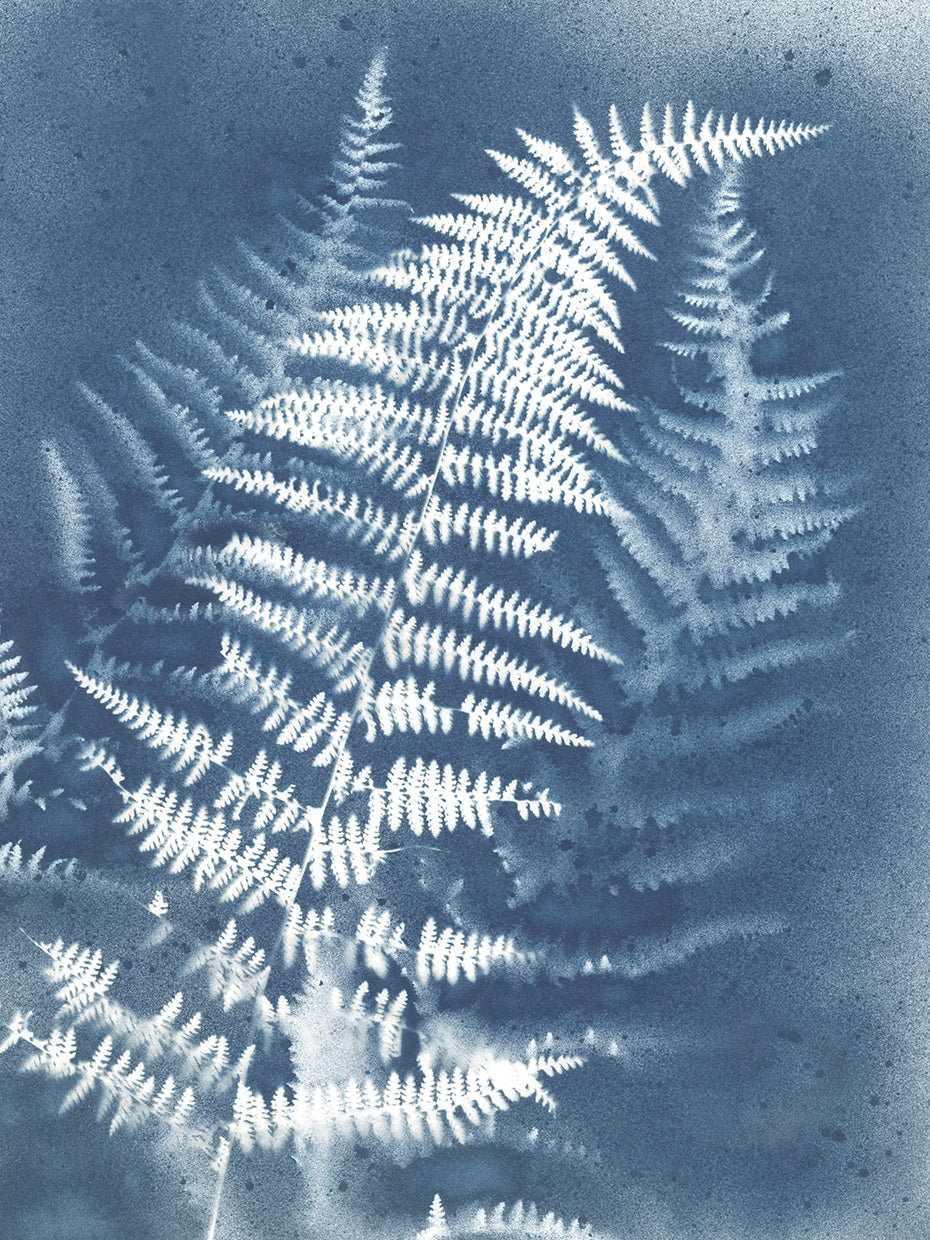 Cyanotype Print IV
