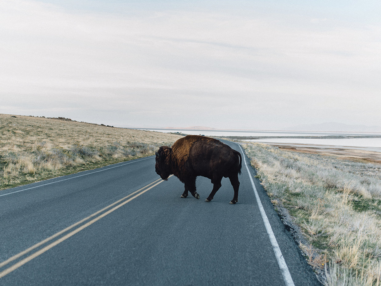 Bison Crossing