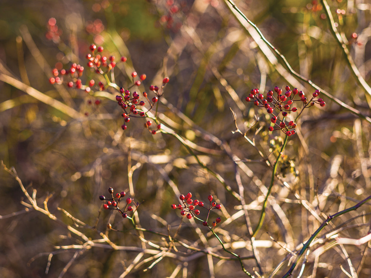 New England Holly Berries